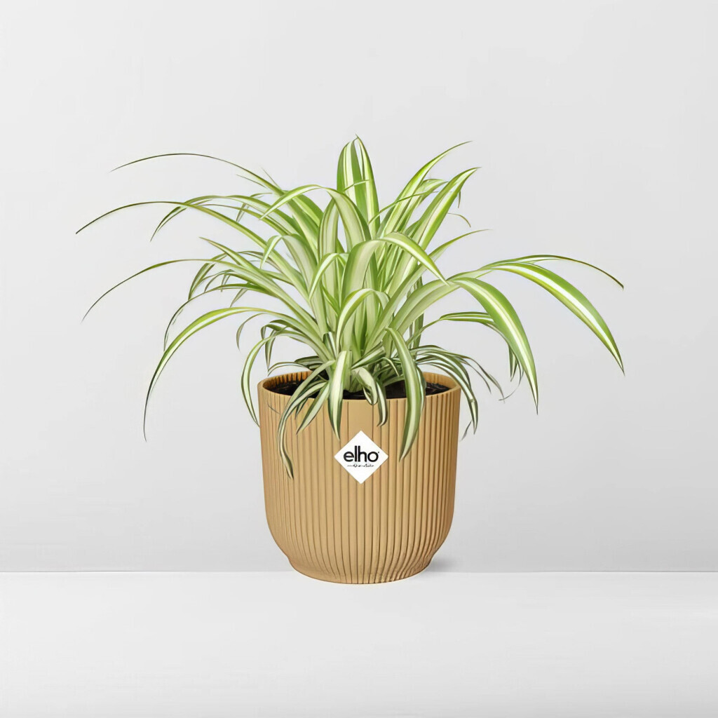 Bilder Purrfect Plants Patrick Völler