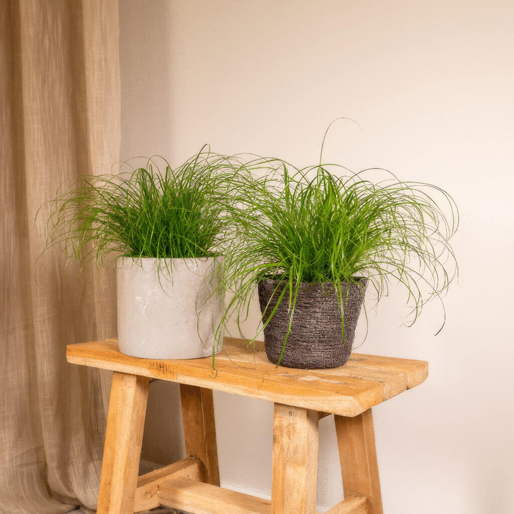 Bilder Purrfect Plants Patrick Völler