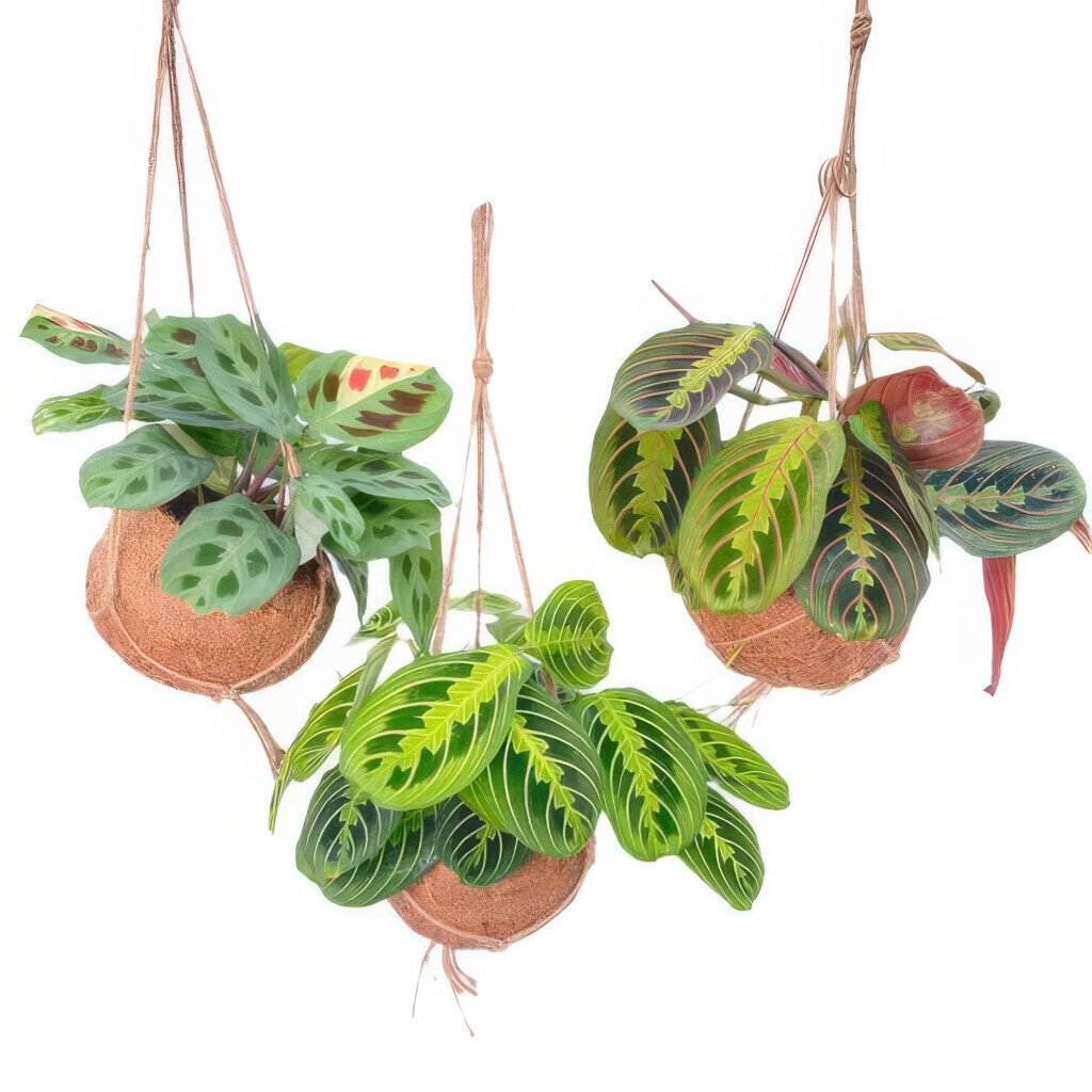 Bilder Purrfect Plants Patrick Völler