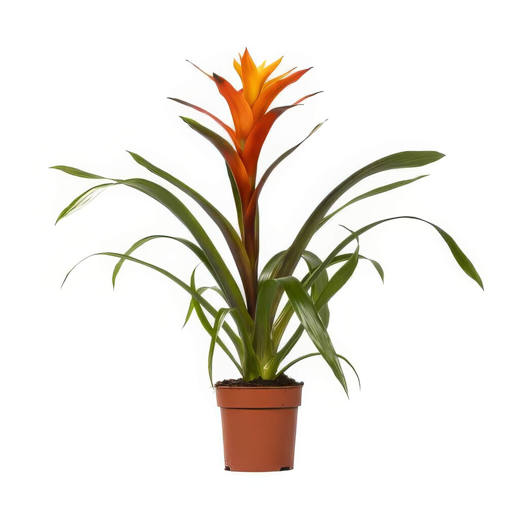 Bilder Purrfect Plants Patrick Völler