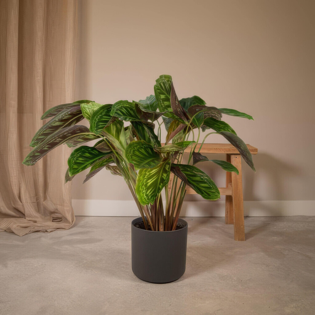 Bilder Purrfect Plants Patrick Völler