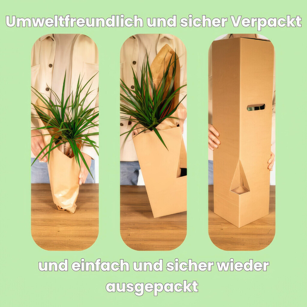 Bilder Purrfect Plants Patrick Völler