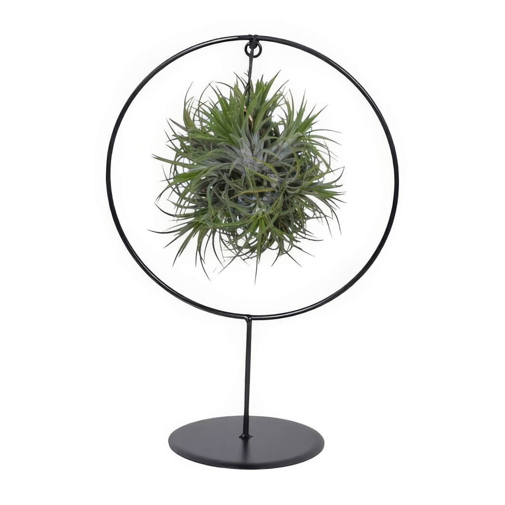 Bilder Purrfect Plants Patrick Völler