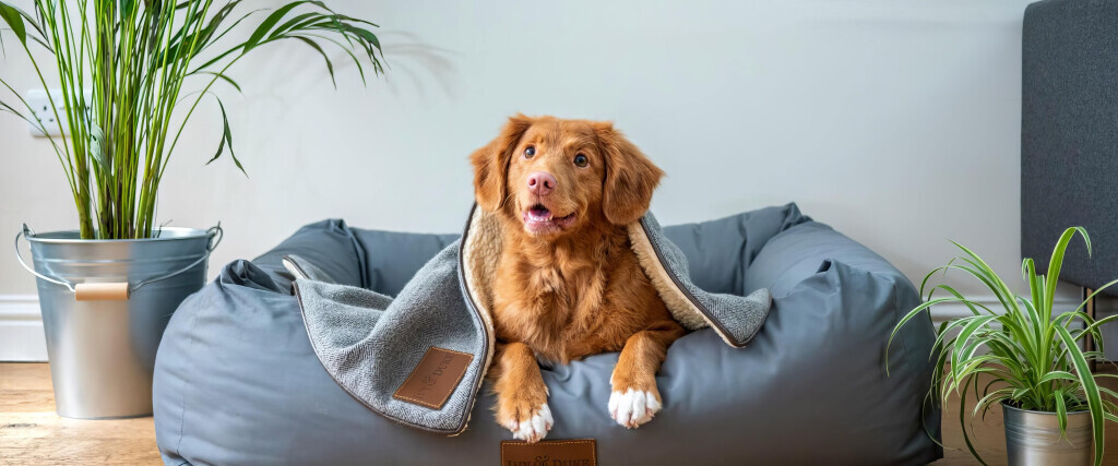 Bilder Purrfect Plants Patrick Völler