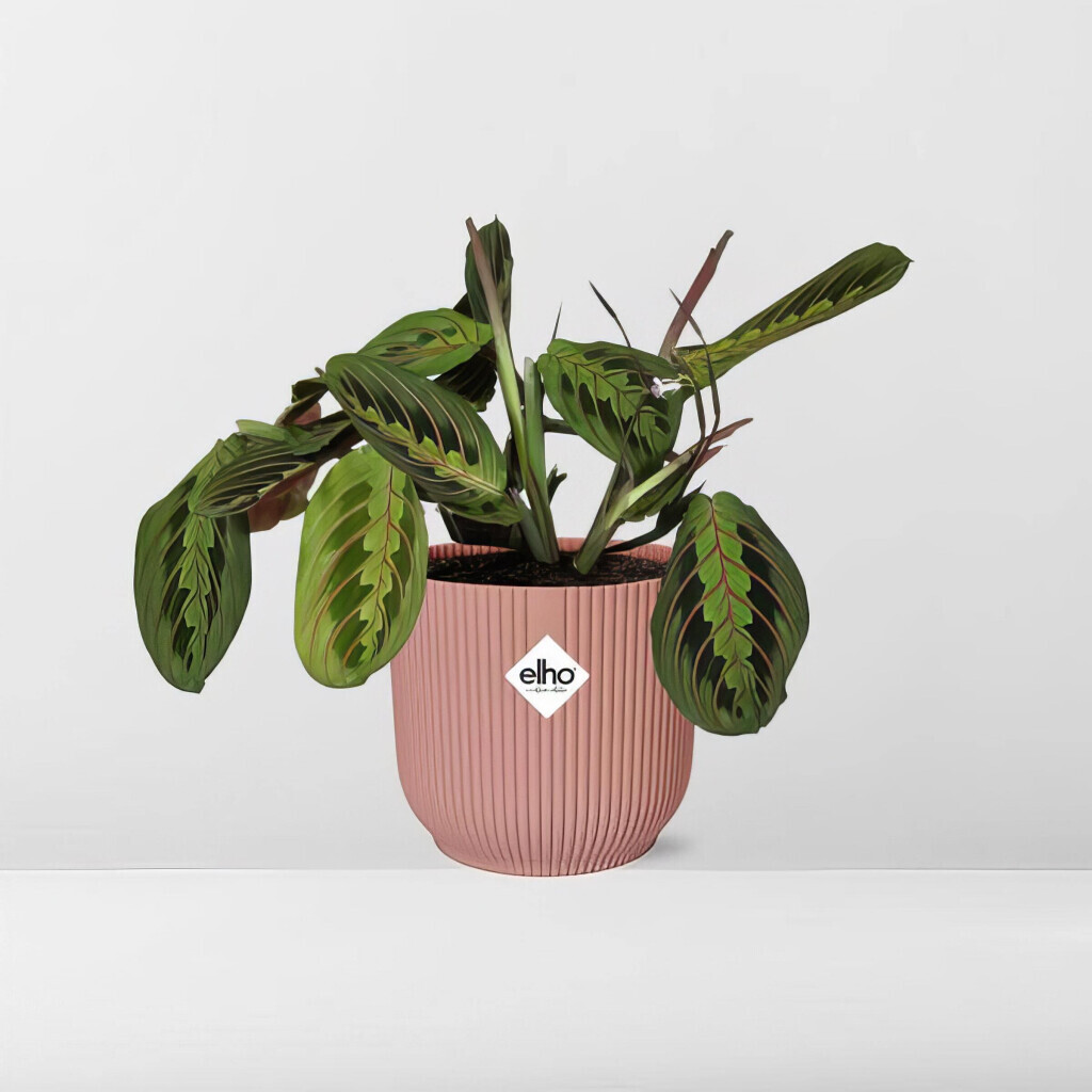 Bilder Purrfect Plants Patrick Völler