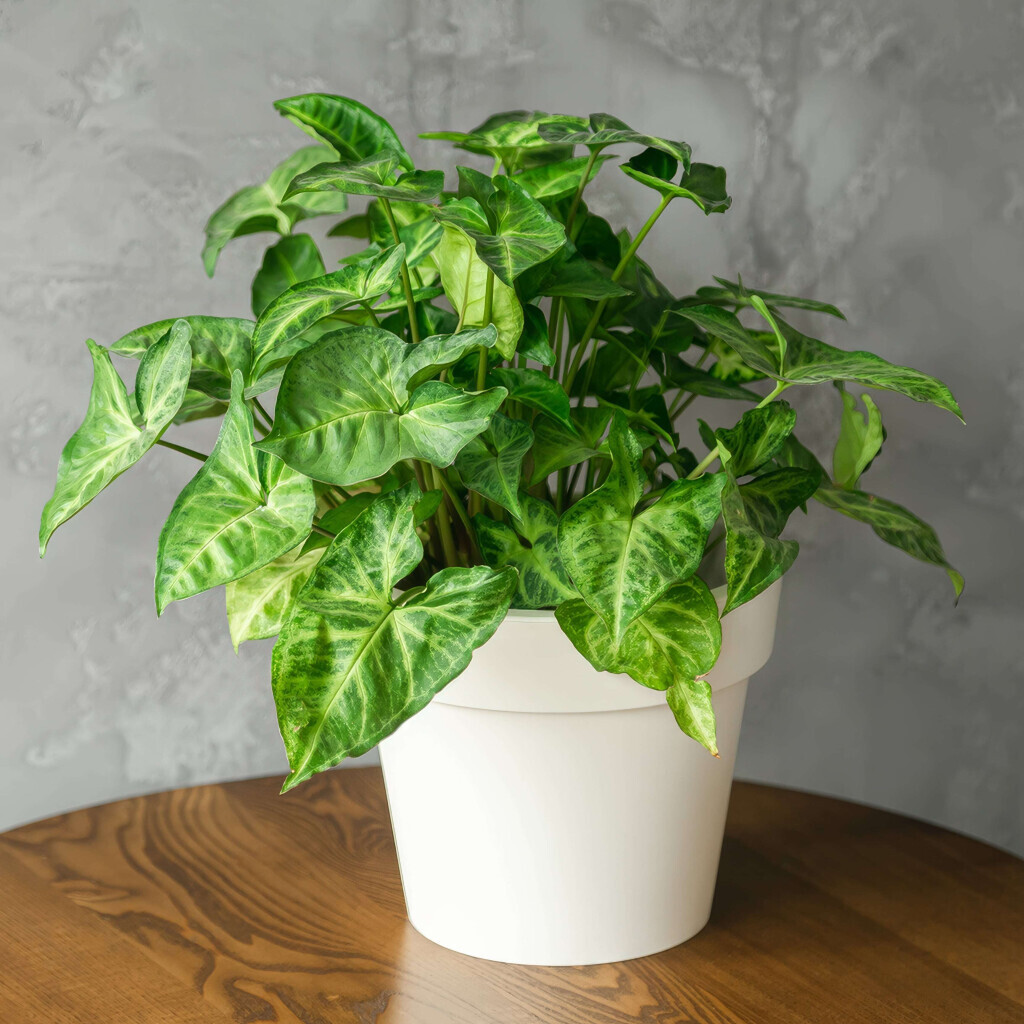 Bilder Purrfect Plants Patrick Völler