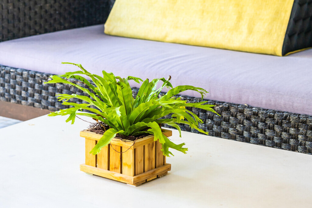 Bilder Purrfect Plants Patrick Völler