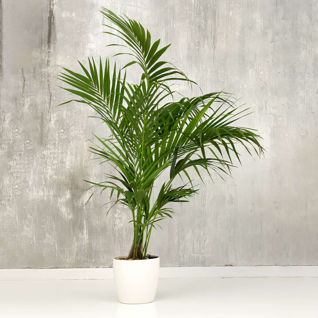 Bilder Purrfect Plants Patrick Völler