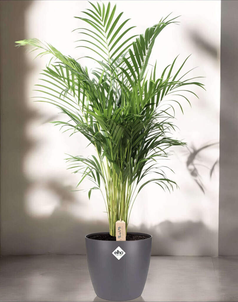 Bilder Purrfect Plants Patrick Völler