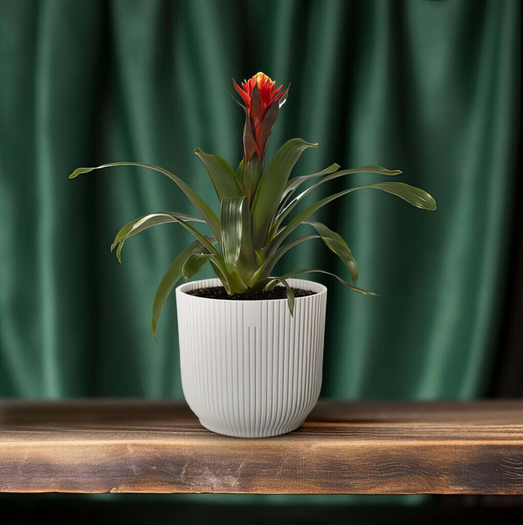 Bilder Purrfect Plants Patrick Völler