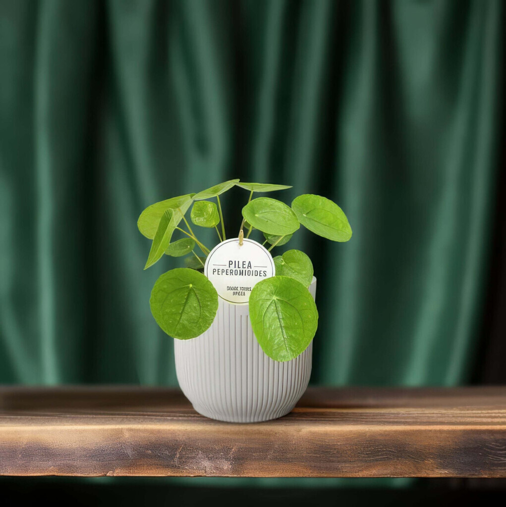 Bilder Purrfect Plants Patrick Völler