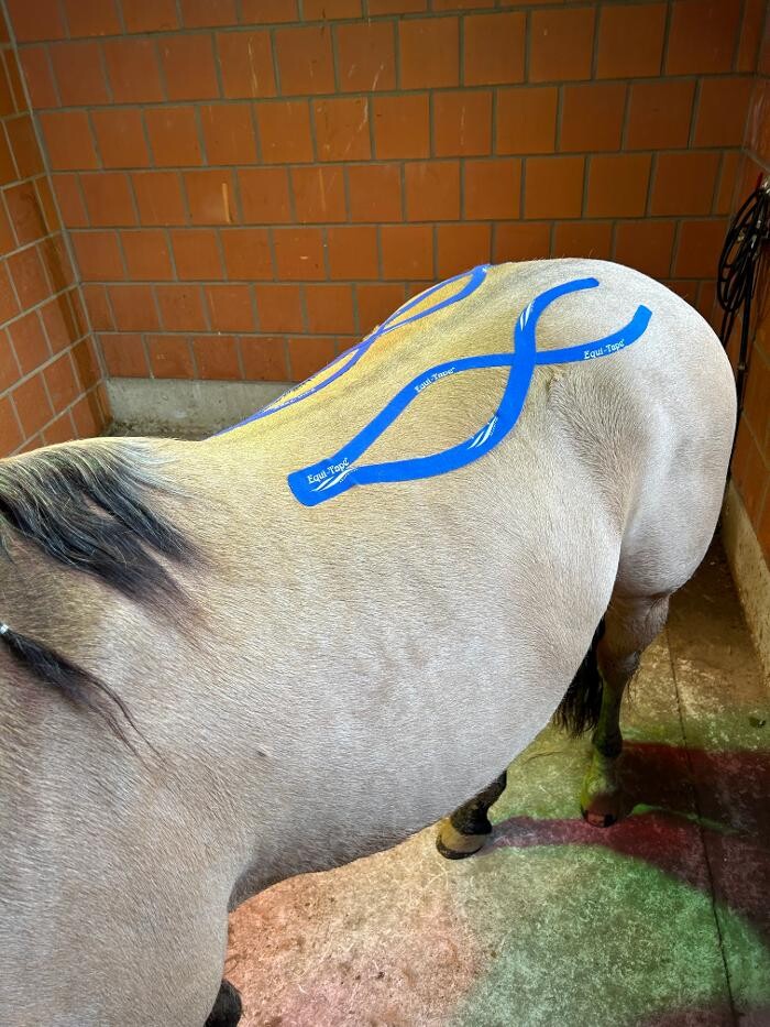 Bilder Tiertherapie Rosenthal