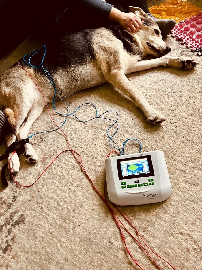 Bilder Tiertherapie Rosenthal