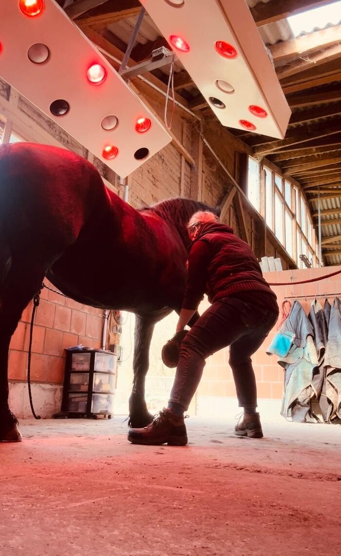 Bilder Tiertherapie Rosenthal