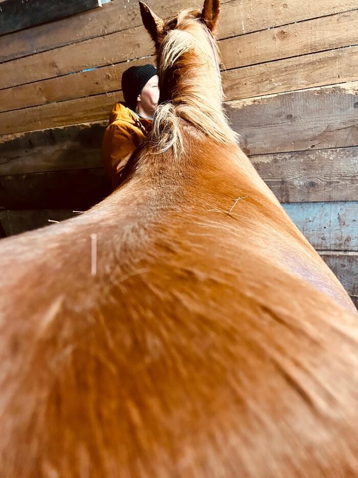 Bilder Tiertherapie Rosenthal