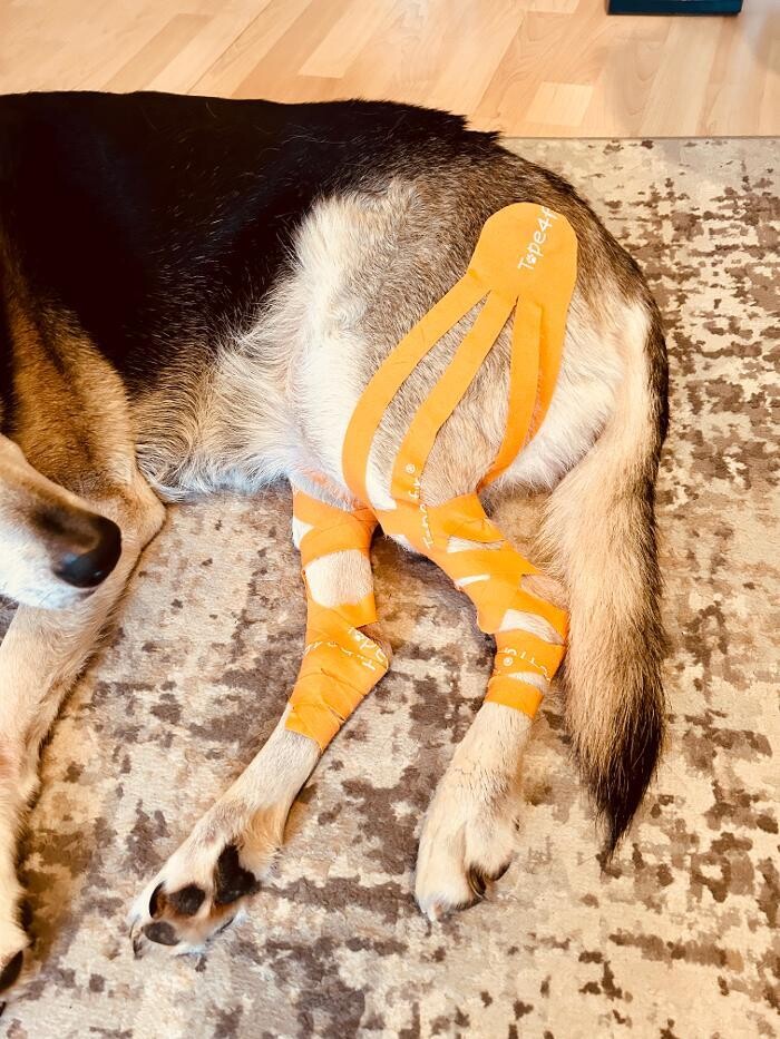 Bilder Tiertherapie Rosenthal