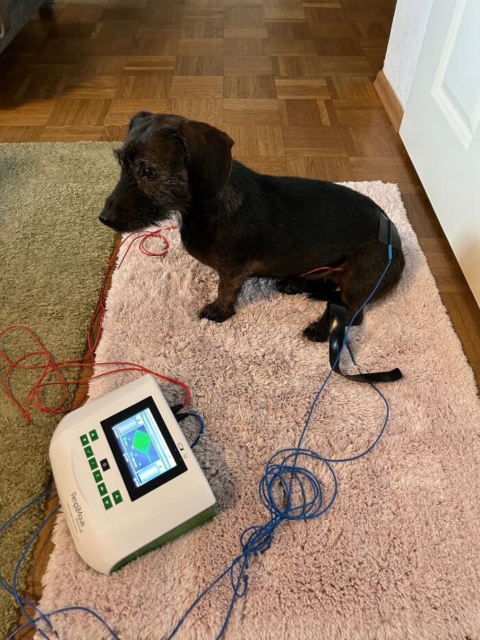Bilder Tiertherapie Rosenthal