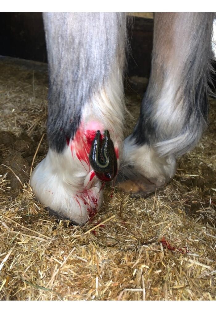 Bilder Tiertherapie Rosenthal
