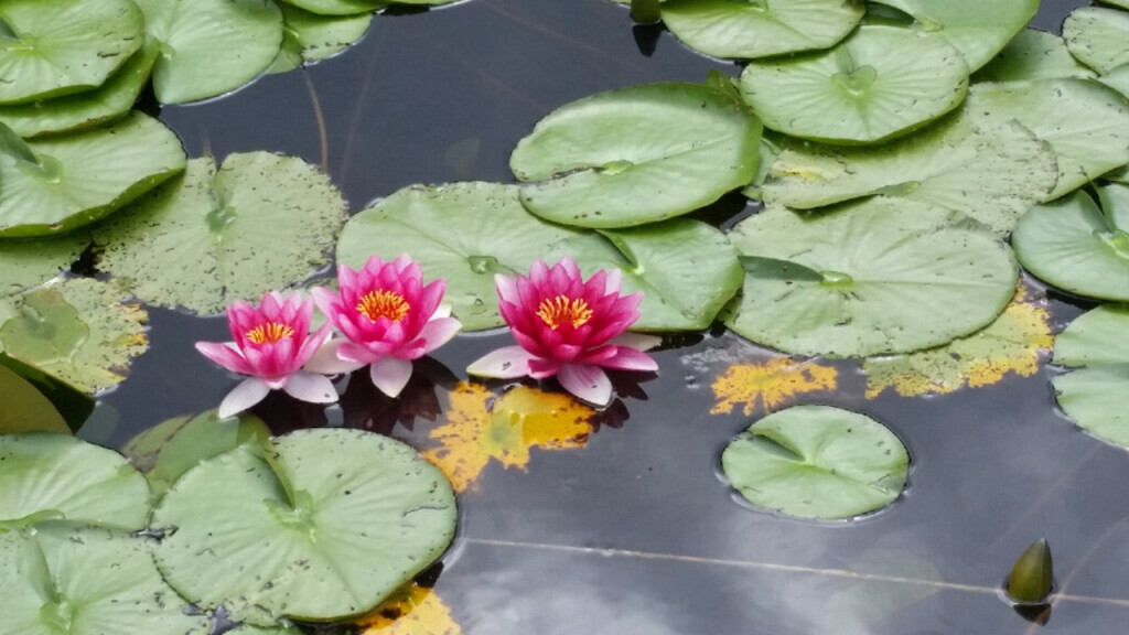 Bilder GFW - Garten - Findlinge - Wasserspiele