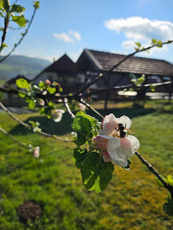 Bilder Kräuterhof Ringelai