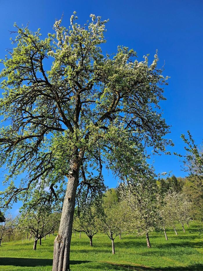 Bilder Kräuterhof Ringelai