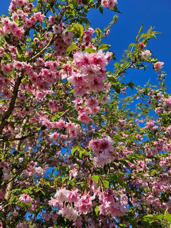 Bilder Kräuterhof Ringelai