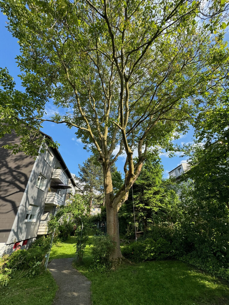 Bilder Nadrowski Baumdienst