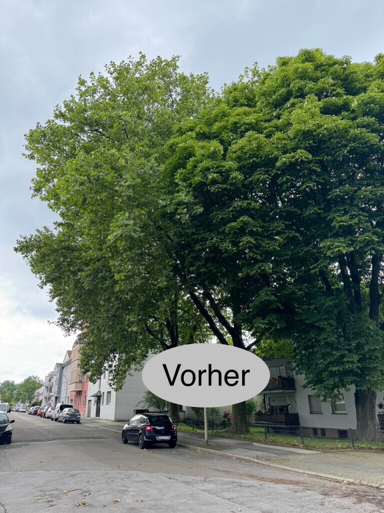 Bilder Nadrowski Baumdienst