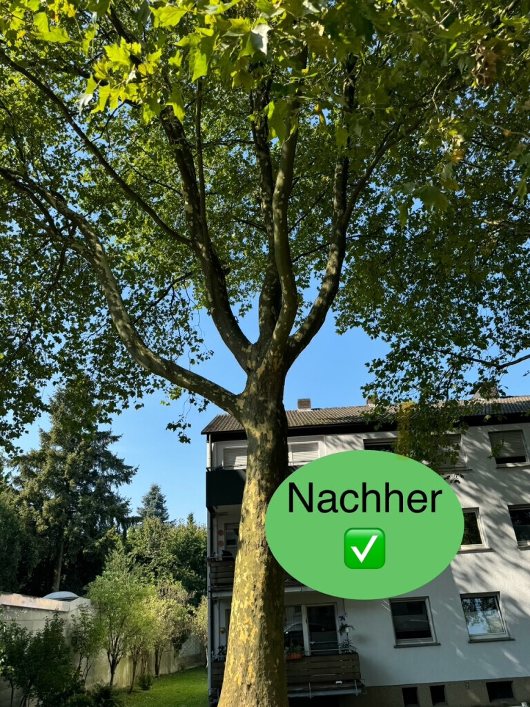 Bilder Nadrowski Baumdienst