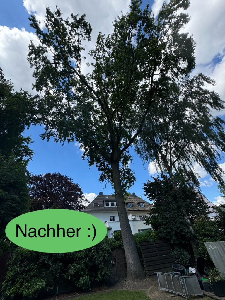 Bilder Nadrowski Baumdienst