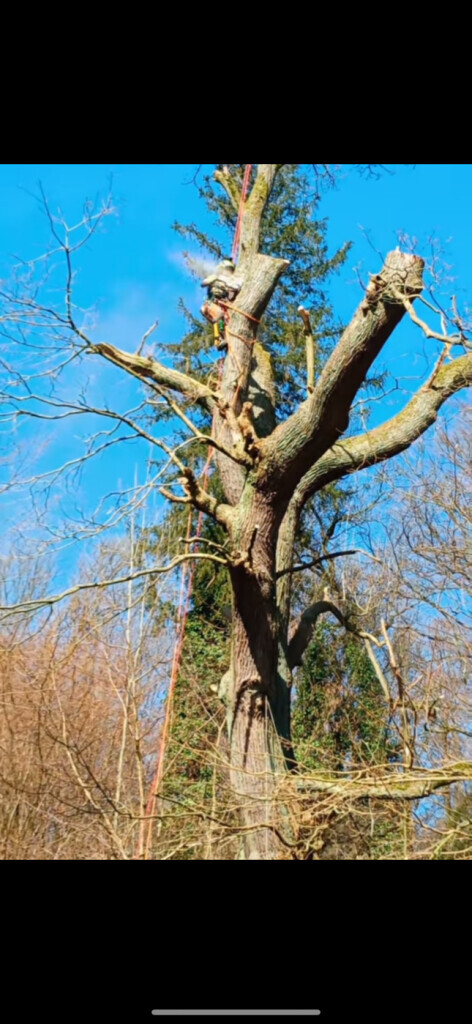 Bilder Nadrowski Baumdienst