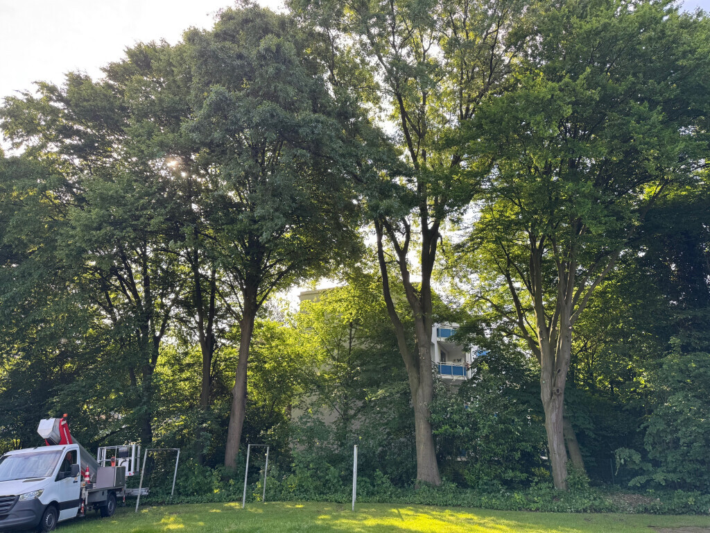 Bilder Nadrowski Baumdienst