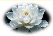 Bilder Gebäudereinigung Lotus