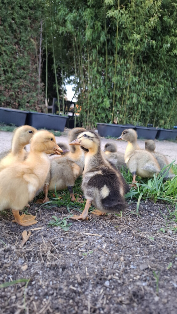 Bilder Jenny´s Kükenglück und Gartenzauber