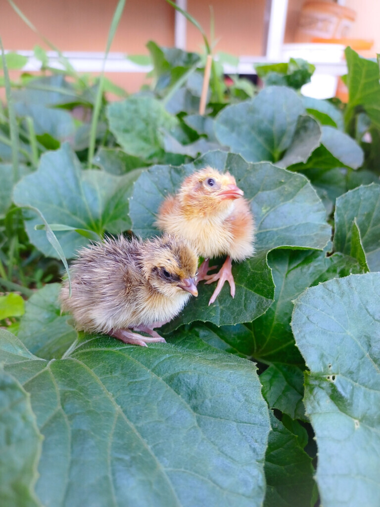 Bilder Jenny´s Kükenglück und Gartenzauber