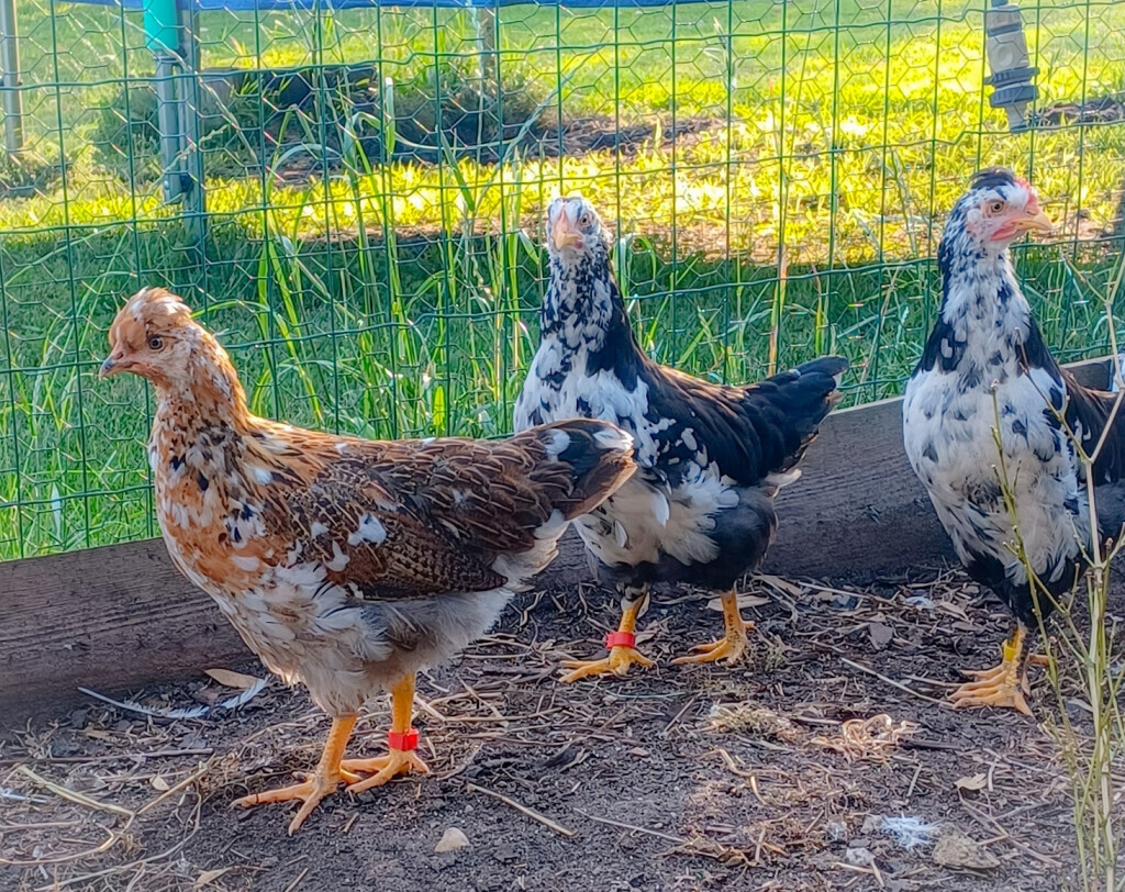 Bilder Jenny´s Kükenglück und Gartenzauber