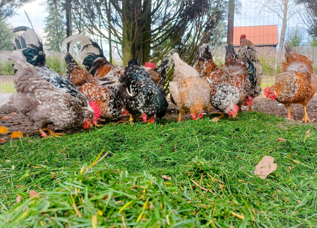 Bilder Jenny´s Kükenglück und Gartenzauber