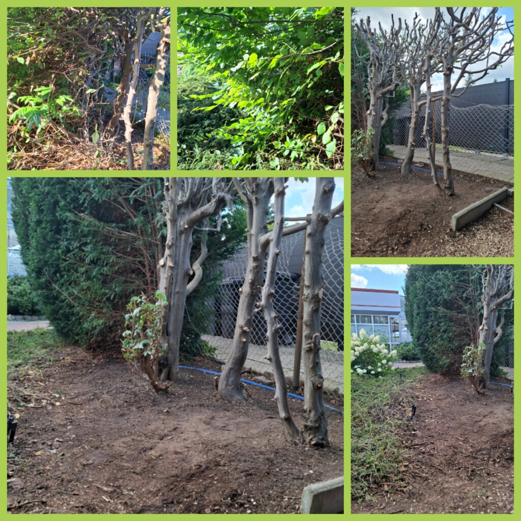 Bilder Jenny´s Kükenglück und Gartenzauber