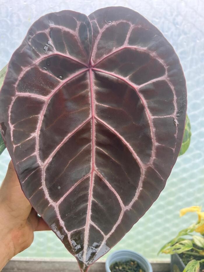 Bilder fordplants