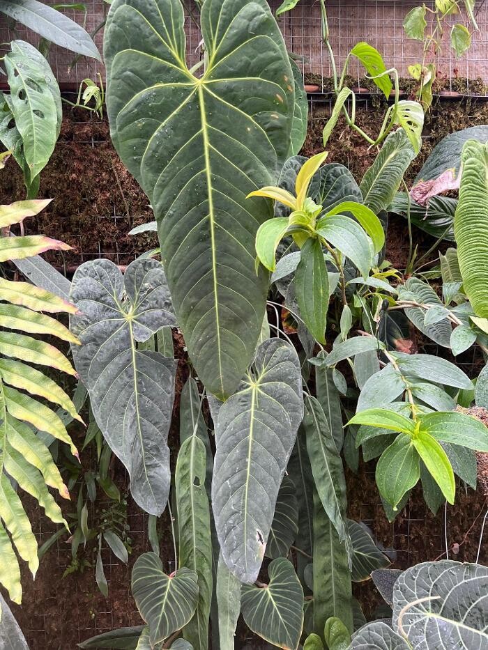 Bilder fordplants