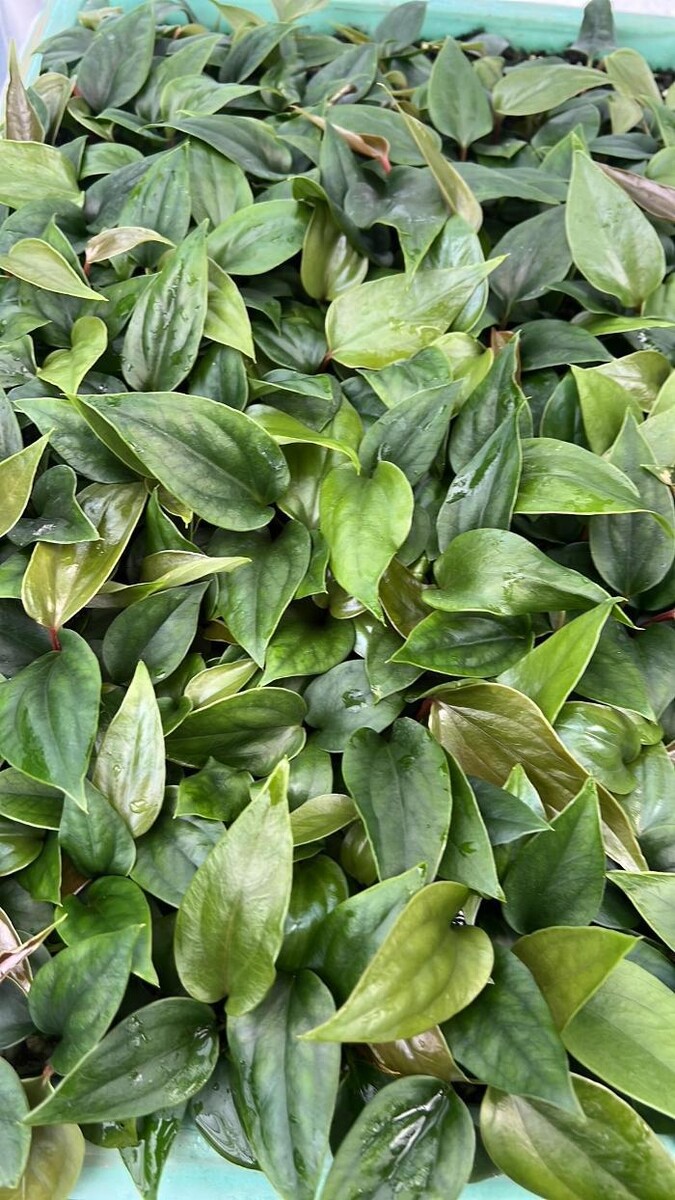 Bilder fordplants