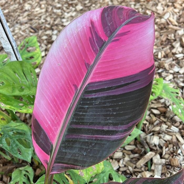 Bilder fordplants