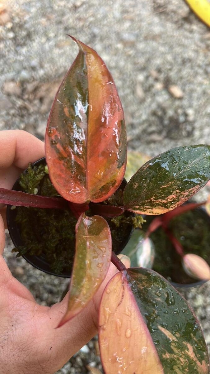 Bilder fordplants