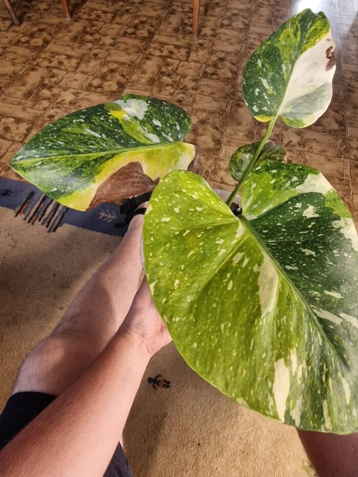 Bilder fordplants