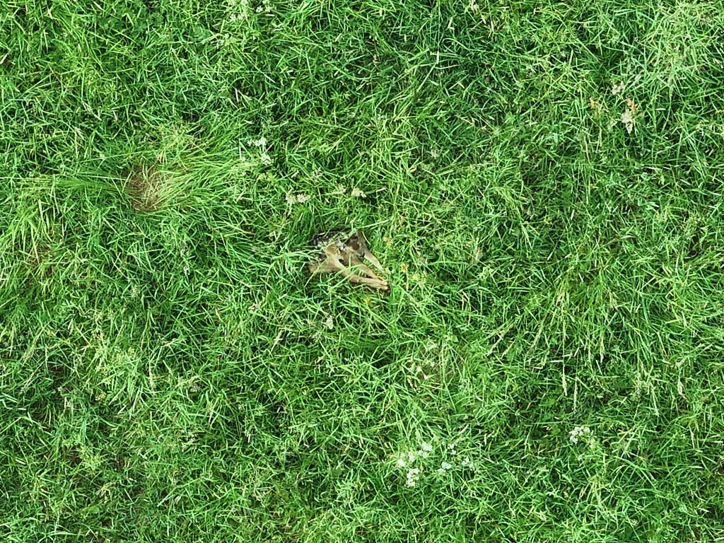 Bilder PS Dronography