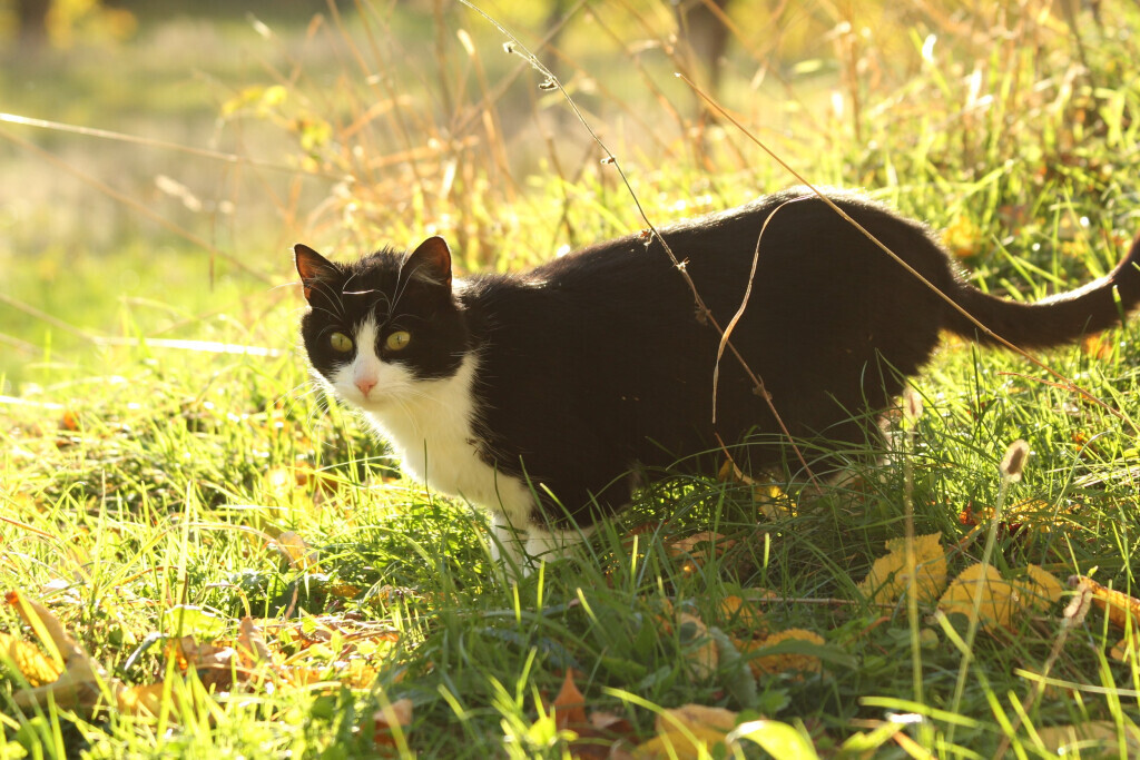 Bilder Tierfotografie Funke
