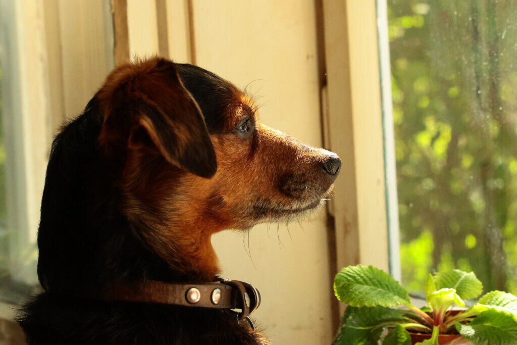 Bilder Tierfotografie Funke