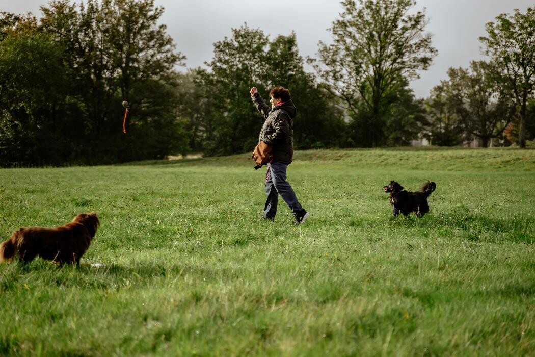 Bilder TEAMH Hundeschule Schömberg