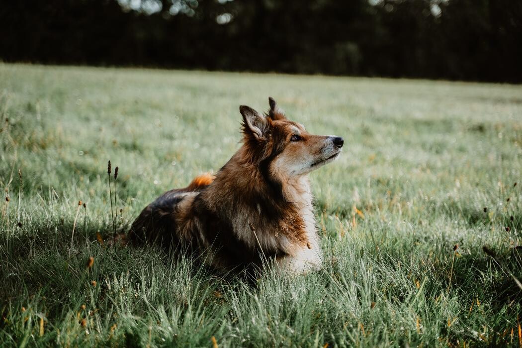 Bilder TEAMH Hundeschule Schömberg