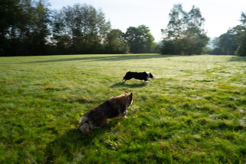 Bilder TEAMH Hundeschule Schömberg